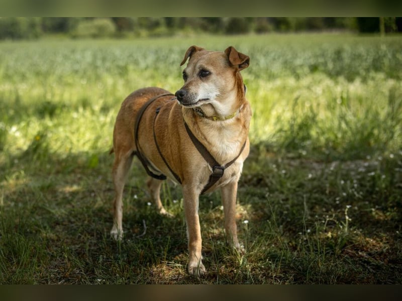 Halle - Prinzessin sucht Königreich - Tierhilfe Franken e.V.