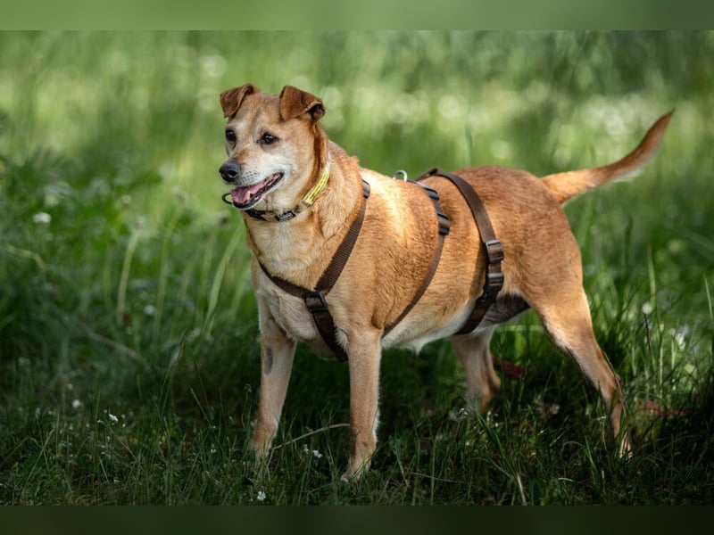 Halle - Prinzessin sucht Königreich - Tierhilfe Franken e.V.