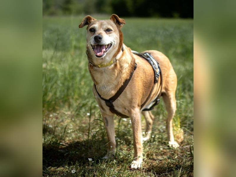 Halle - Prinzessin sucht Königreich - Tierhilfe Franken e.V.