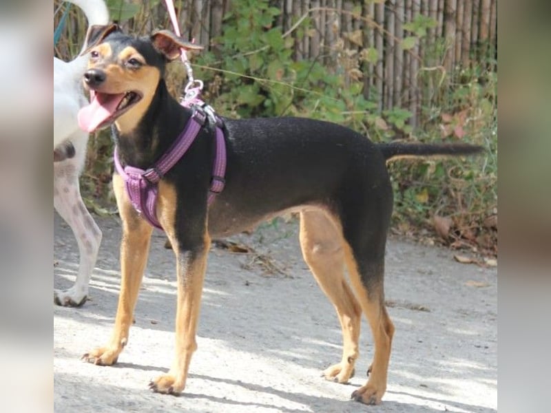 Roxy sucht ein liebevolles Zuhause