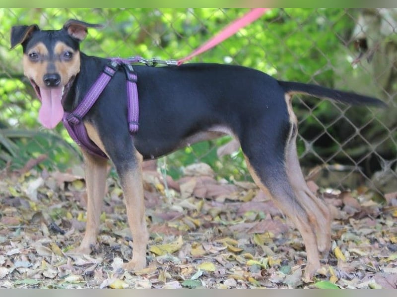 Roxy sucht ein liebevolles Zuhause