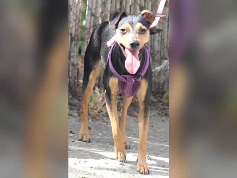 Roxy sucht ein liebevolles Zuhause