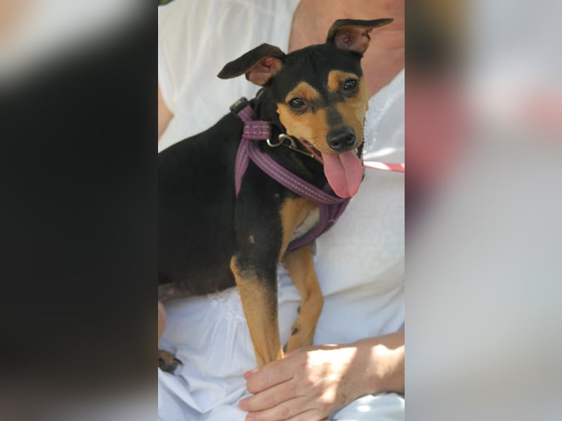 Roxy sucht ein liebevolles Zuhause