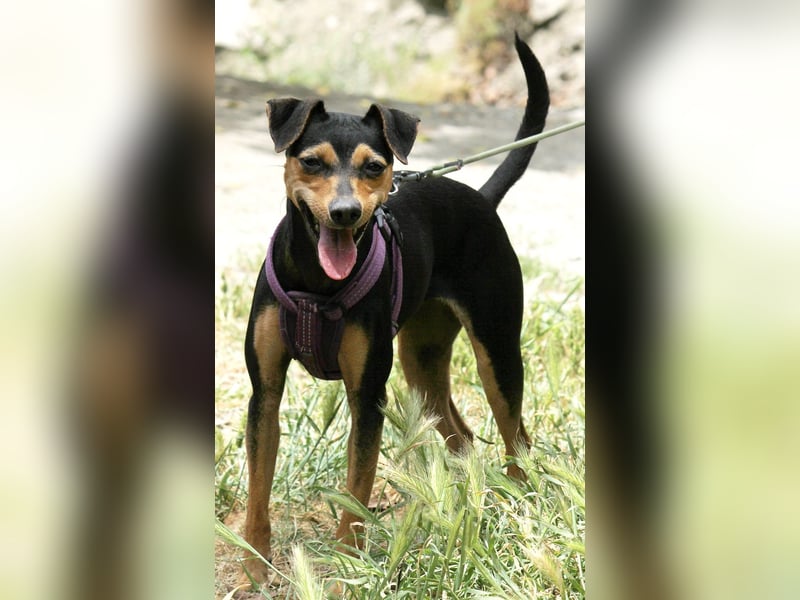 Roxy sucht ein liebevolles Zuhause