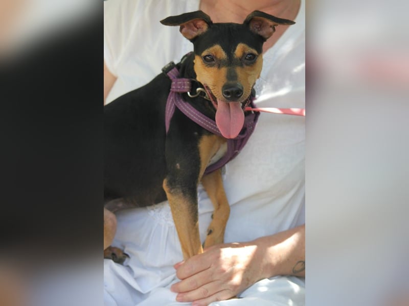 Roxy sucht ein liebevolles Zuhause