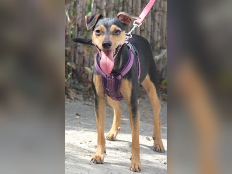 Roxy sucht ein liebevolles Zuhause