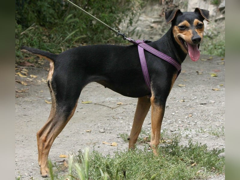 Roxy sucht ein liebevolles Zuhause