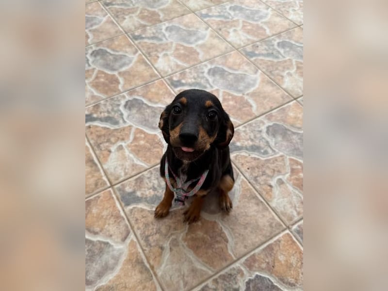 Kritzel, ein kleines Pinschermädchen, sucht ihre Menschen