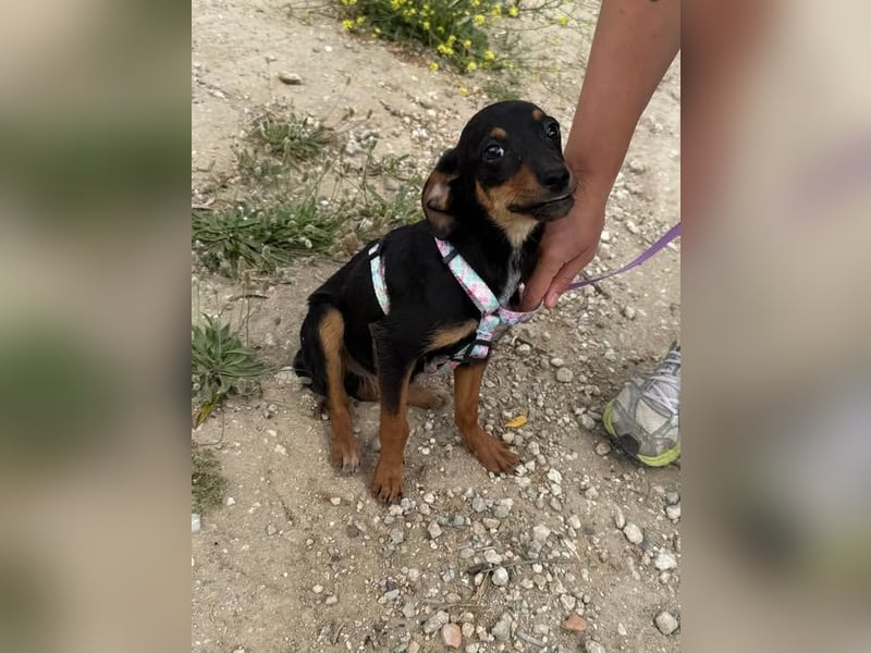 Kritzel, ein kleines Pinschermädchen, sucht ihre Menschen