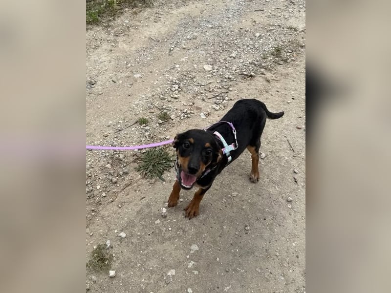 Kritzel, ein kleines Pinschermädchen, sucht ihre Menschen