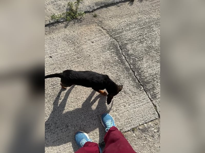 Kritzel, ein kleines Pinschermädchen, sucht ihre Menschen