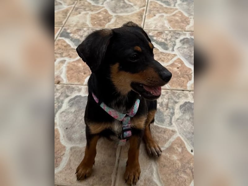 Kritzel, ein kleines Pinschermädchen, sucht ihre Menschen
