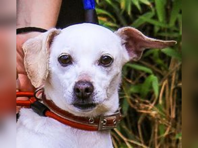 Crystal, Mix Pinscher / Chihuahua, lieb und verträglich
