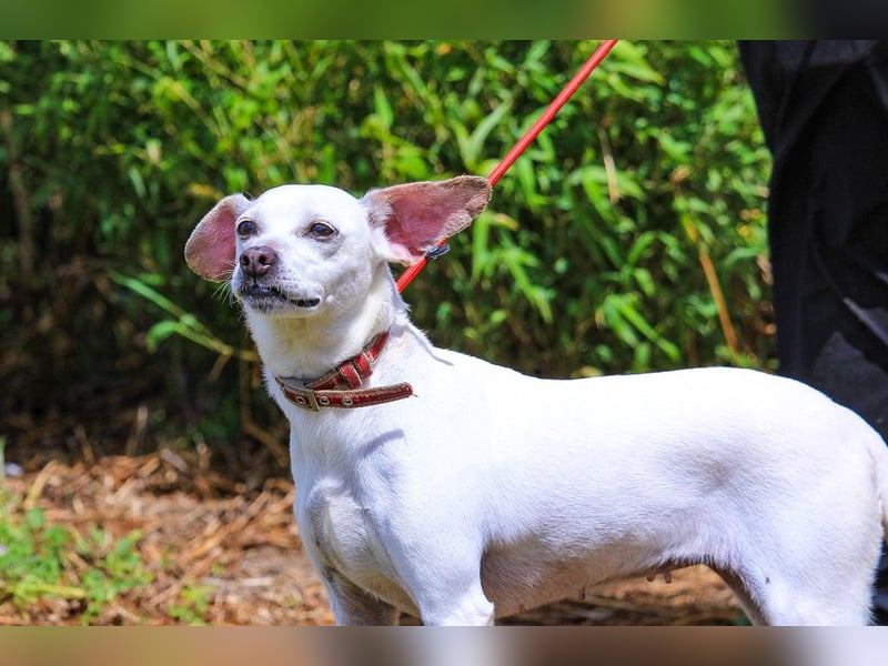 Crystal, Mix Pinscher / Chihuahua, lieb und verträglich