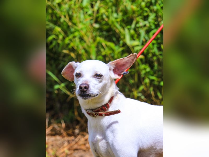 Crystal, Mix Pinscher / Chihuahua, lieb und verträglich
