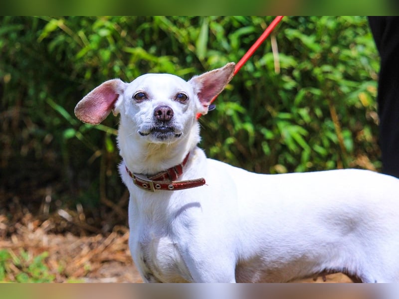 Crystal, Mix Pinscher / Chihuahua, lieb und verträglich