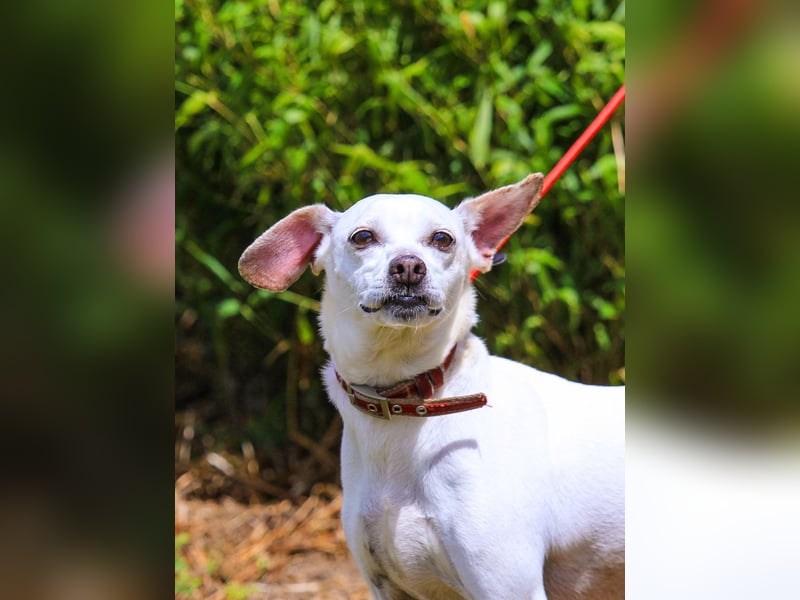 Crystal, Mix Pinscher / Chihuahua, lieb und verträglich