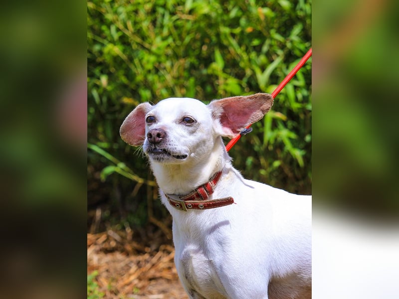 Crystal, Mix Pinscher / Chihuahua, lieb und verträglich