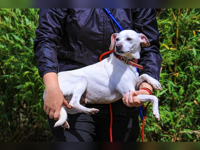 Crystal, Mix Pinscher / Chihuahua, lieb und verträglich