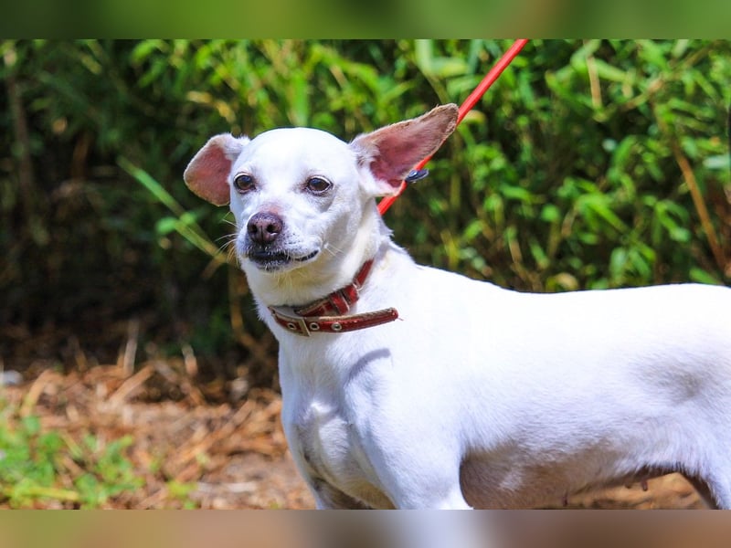 Crystal, Mix Pinscher / Chihuahua, lieb und verträglich