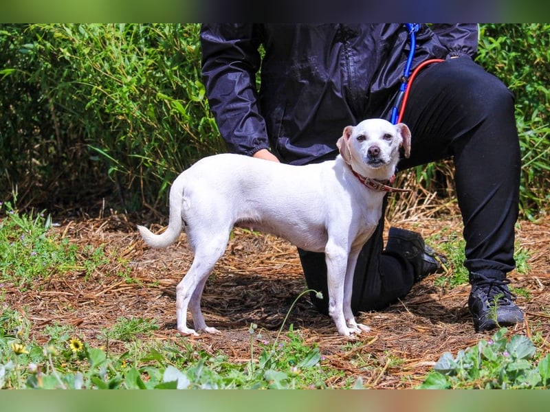 Crystal, Mix Pinscher / Chihuahua, lieb und verträglich