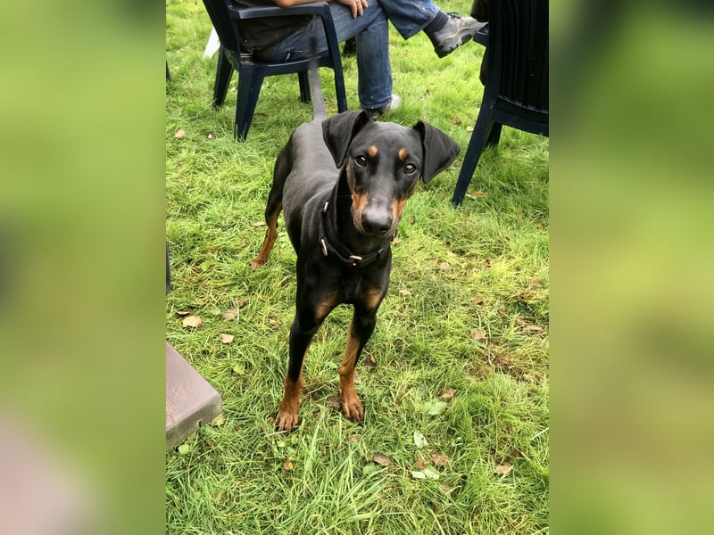 Wer bietet Deutscher Pinscher Hündin liebevolles Heim und mehr?
