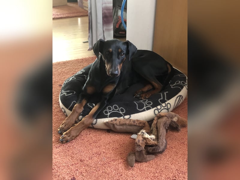 Wer bietet Deutscher Pinscher Hündin liebevolles Heim und mehr?