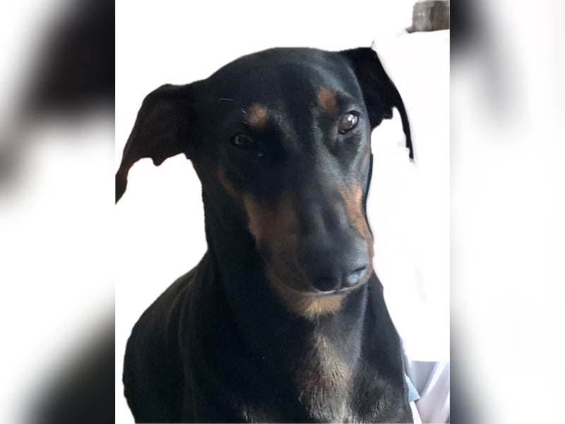 Wer bietet Deutscher Pinscher Hündin liebevolles Heim und mehr?