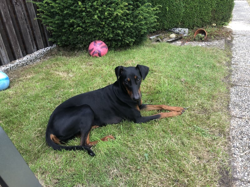 Wer bietet Deutscher Pinscher Hündin liebevolles Heim und mehr?