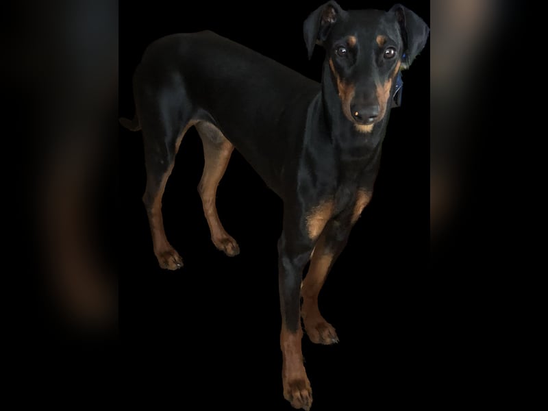 Wer bietet Deutscher Pinscher Hündin liebevolles Heim und mehr?