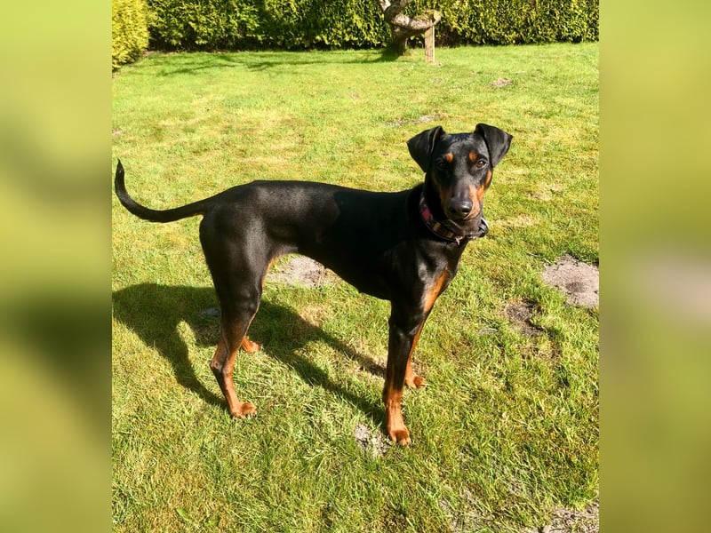 Wer bietet Deutscher Pinscher Hündin liebevolles Heim und mehr?