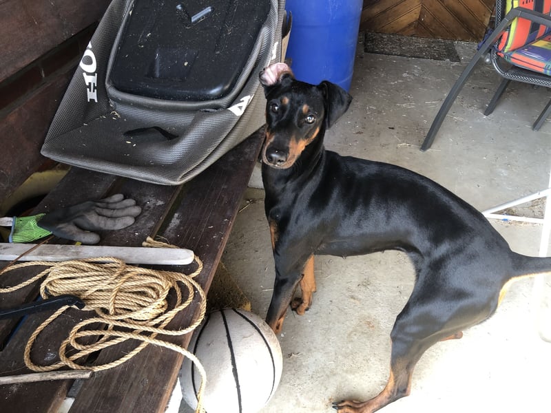 Wer bietet Deutscher Pinscher Hündin liebevolles Heim und mehr?