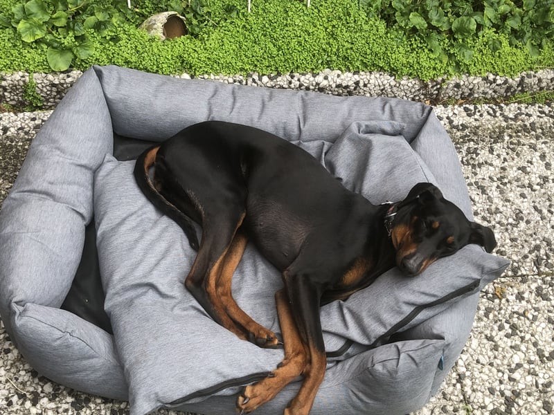 Wer bietet Deutscher Pinscher Hündin liebevolles Heim und mehr?
