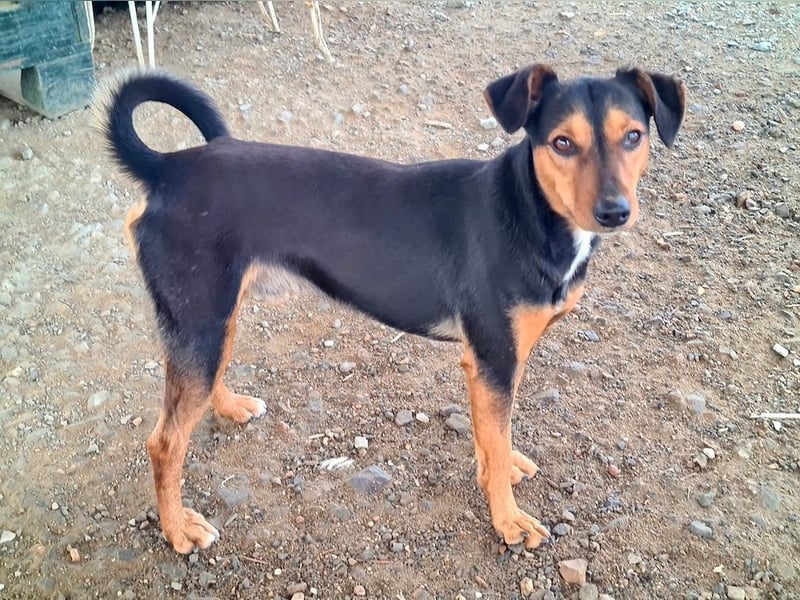 BUSTER-freundlicher Bub, fröhlich, aufgeschlossen, wartet auf sein schönes, liebevolles Zuhause