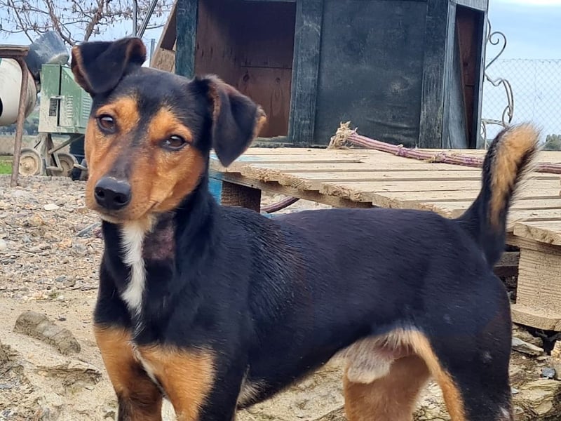 BUSTER-freundlicher Bub, fröhlich, aufgeschlossen, wartet auf sein schönes, liebevolles Zuhause