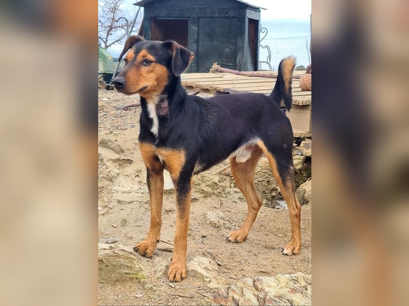 BUSTER-freundlicher Bub, fröhlich, aufgeschlossen, wartet auf sein schönes, liebevolles Zuhause