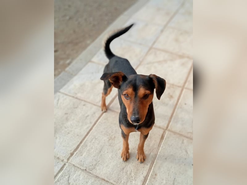 BUSTER-freundlicher Bub, fröhlich, aufgeschlossen, wartet auf sein schönes, liebevolles Zuhause