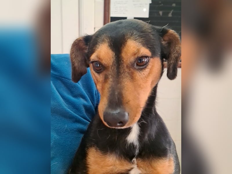 BUSTER-freundlicher Bub, fröhlich, aufgeschlossen, wartet auf sein schönes, liebevolles Zuhause