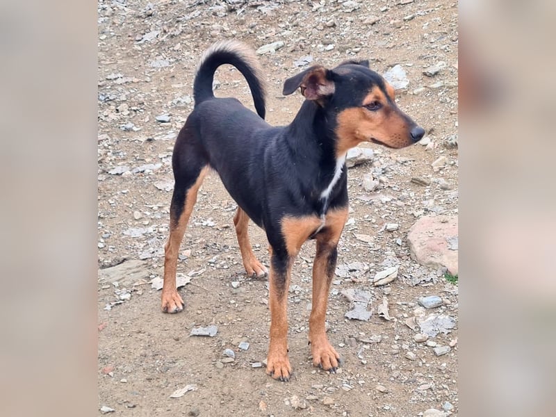 BUSTER-freundlicher Bub, fröhlich, aufgeschlossen, wartet auf sein schönes, liebevolles Zuhause