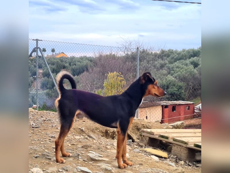 BUSTER-freundlicher Bub, fröhlich, aufgeschlossen, wartet auf sein schönes, liebevolles Zuhause