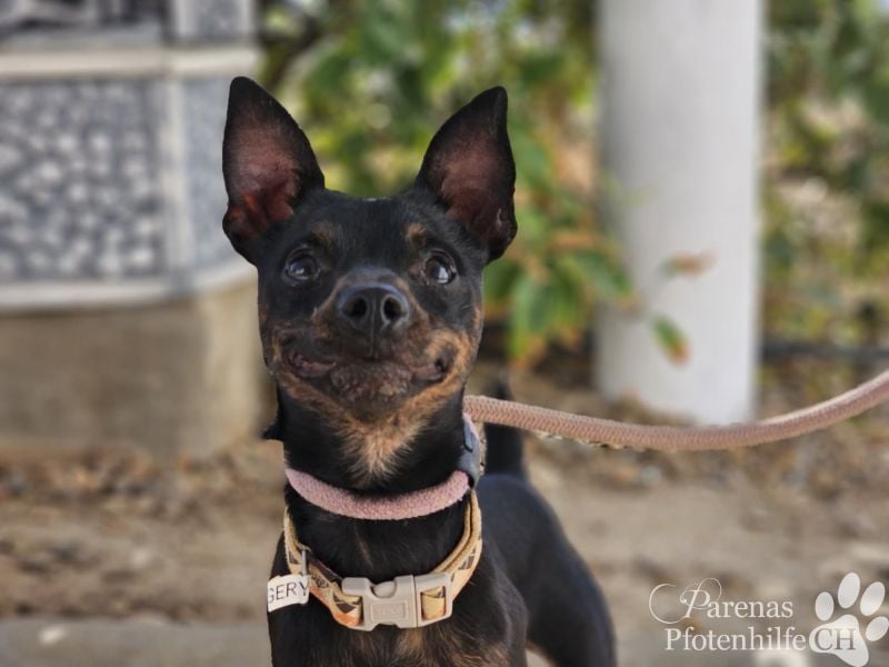 Gery ist ein fröhlich, verspielter Pinscher Mix