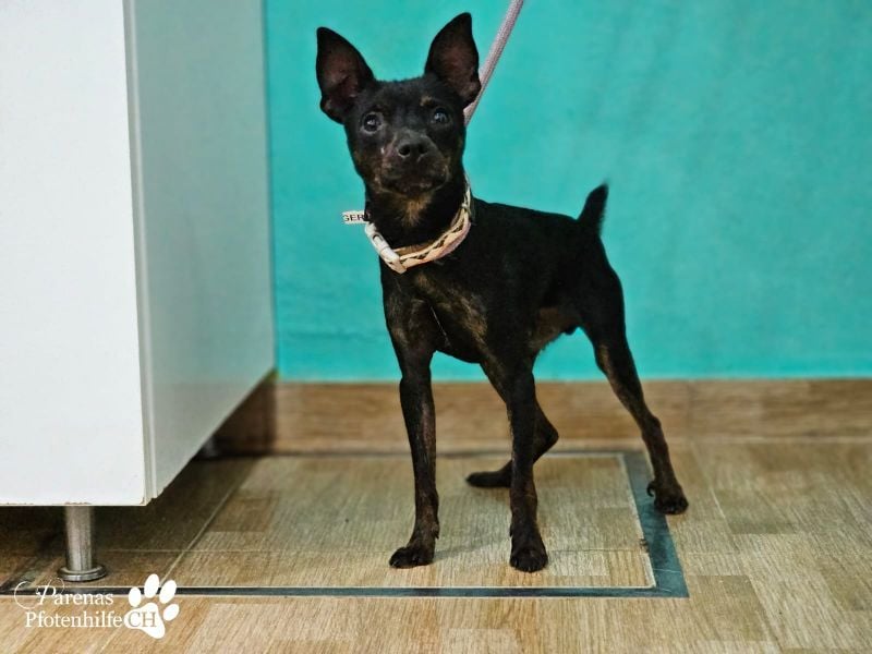 Gery ist ein fröhlich, verspielter Pinscher Mix