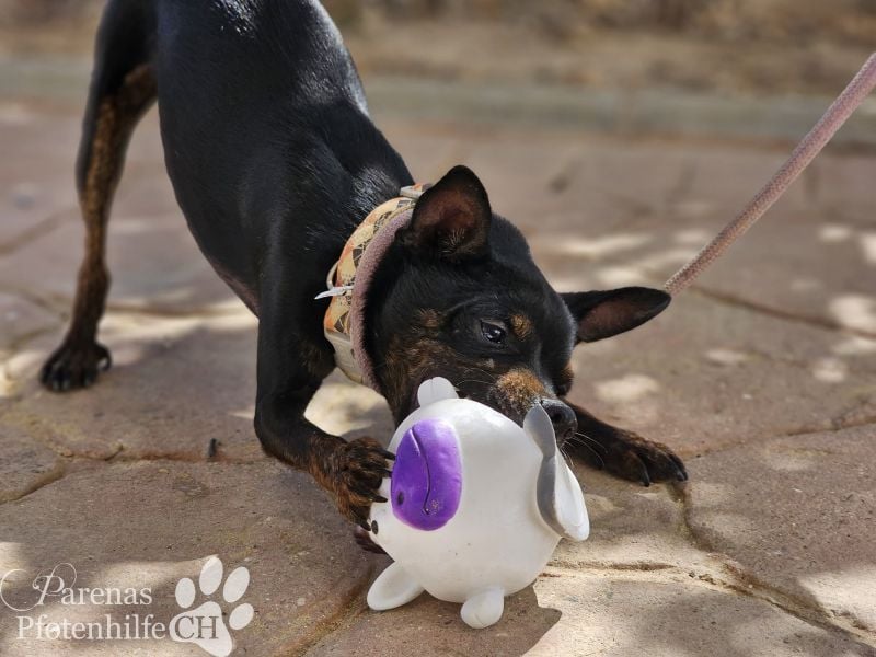 Gery ist ein fröhlich, verspielter Pinscher Mix