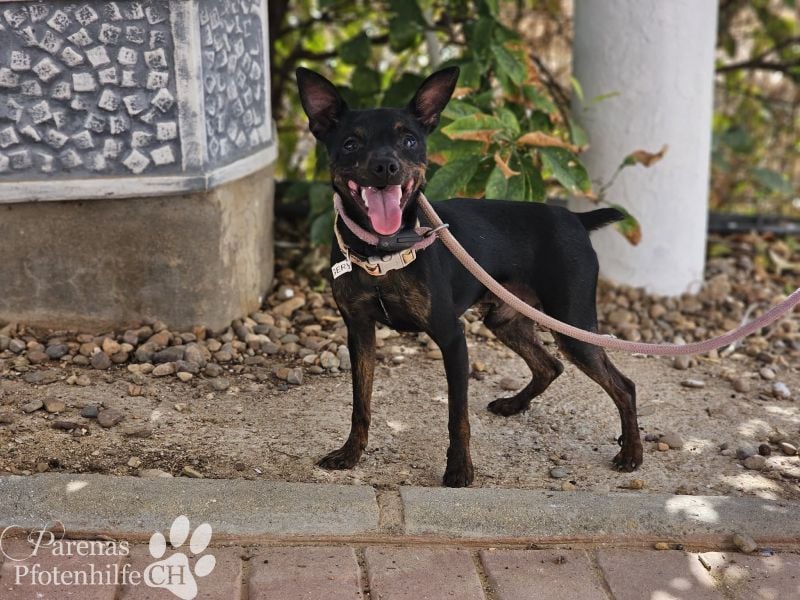 Gery ist ein fröhlich, verspielter Pinscher Mix