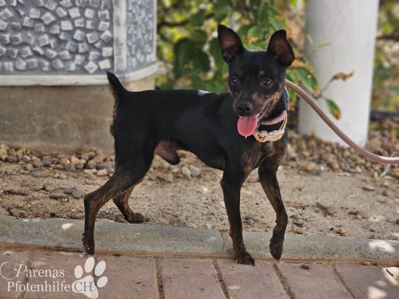 Gery ist ein fröhlich, verspielter Pinscher Mix