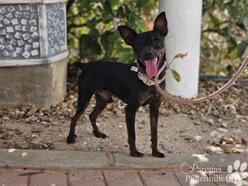 Gery ist ein fröhlich, verspielter Pinscher Mix