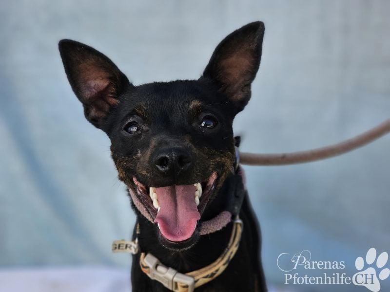 Gery ist ein fröhlich, verspielter Pinscher Mix