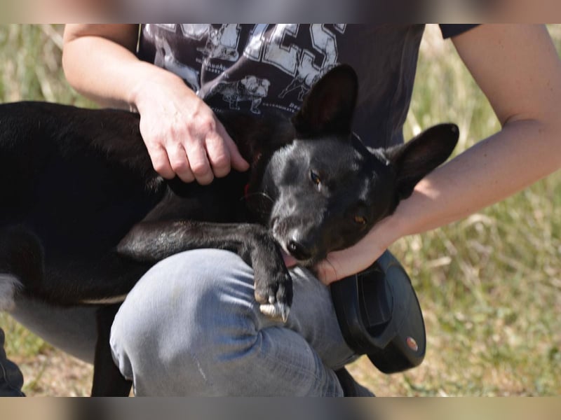 DOBI ca. 1 J.  verspielter Pinschermix-Teenager, Sonnenschein