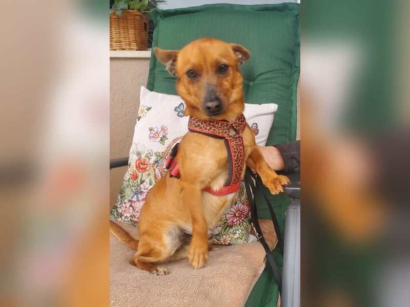 Mogli, junger Pinscher Mix Rüde