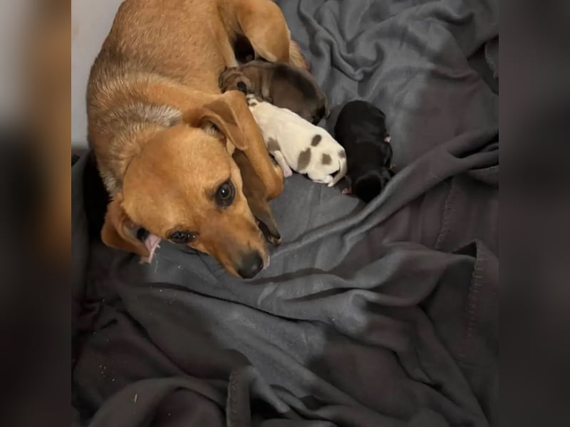 Nia, junge Pinscher Mischlingshündin